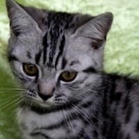 kami_004