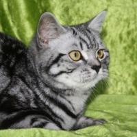 katniss_004