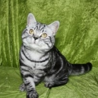 katniss_005