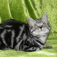 katniss_006