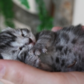 Amoke als Baby
