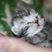Amoke als Baby
