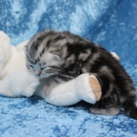 Only Hazel 1.-12.Woche