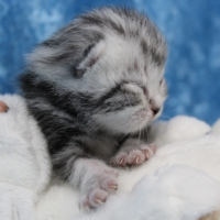 Only Hazel 1.-12.Woche