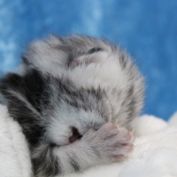 Only Hazel 1.-12.Woche