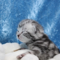 Only Hazel 1.-12.Woche