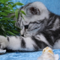 Only Hazel 1.-12.Woche
