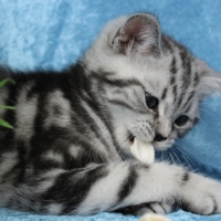 Only Hazel 1.-12.Woche