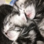 Q-lies, erster Blick ins Nestchen