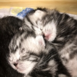 Q-lies, erster Blick ins Nestchen