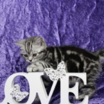 Queeny mit 10 Wochen