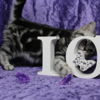 Queeny mit 10 Wochen